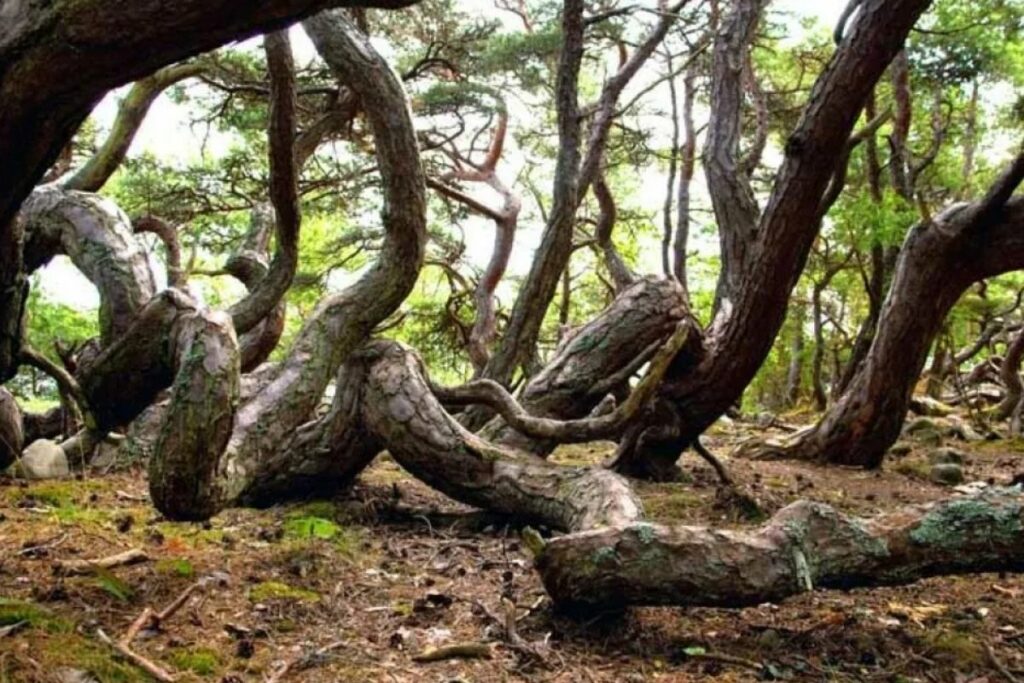Trollskogen naturreservat på Öland