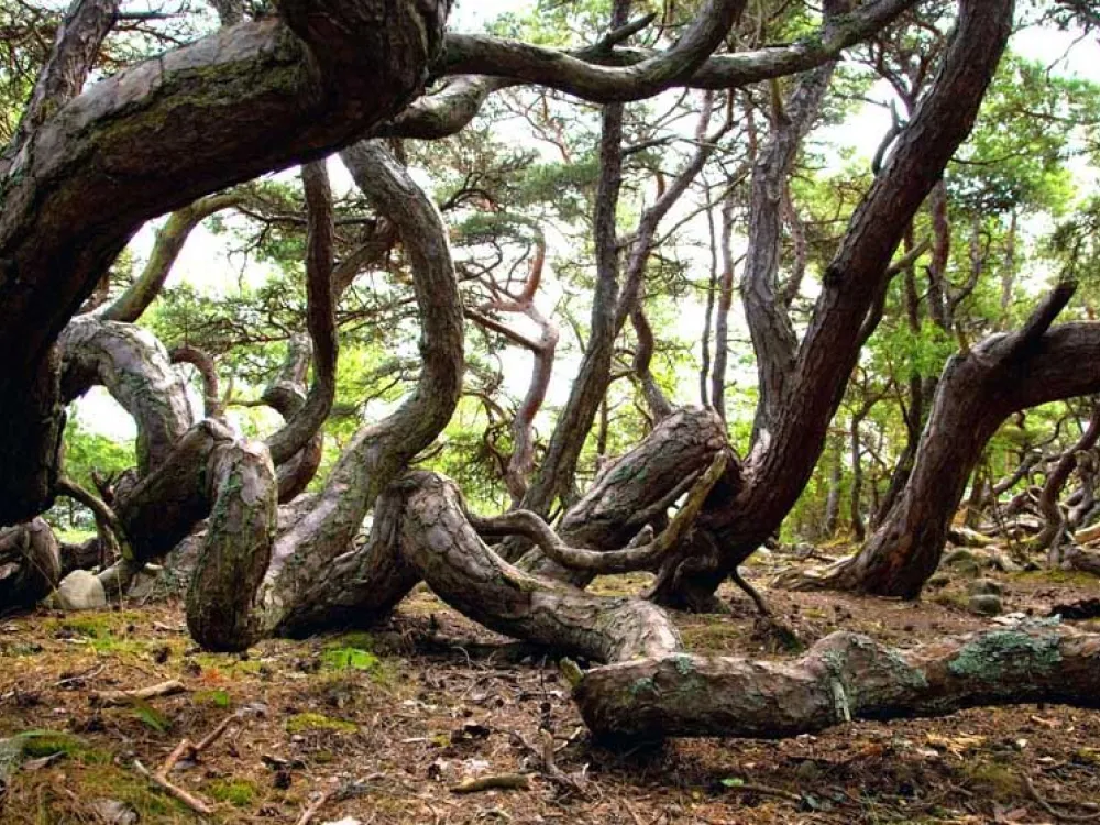 trollskogen på Öland